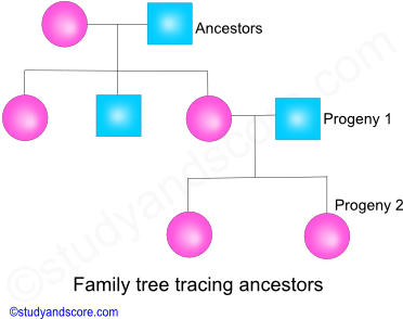 family tree tracing ancestors, cladistics